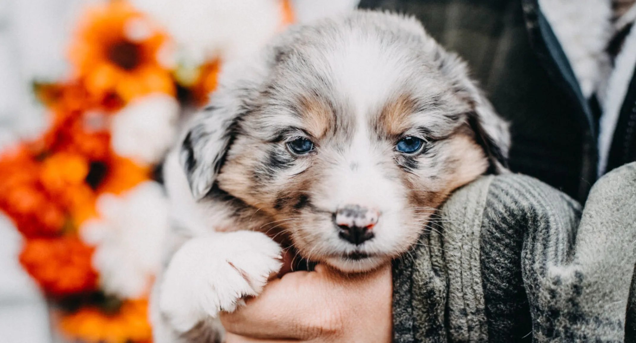 Gray and light brown Australian Shepherd puppy is being held by a child.